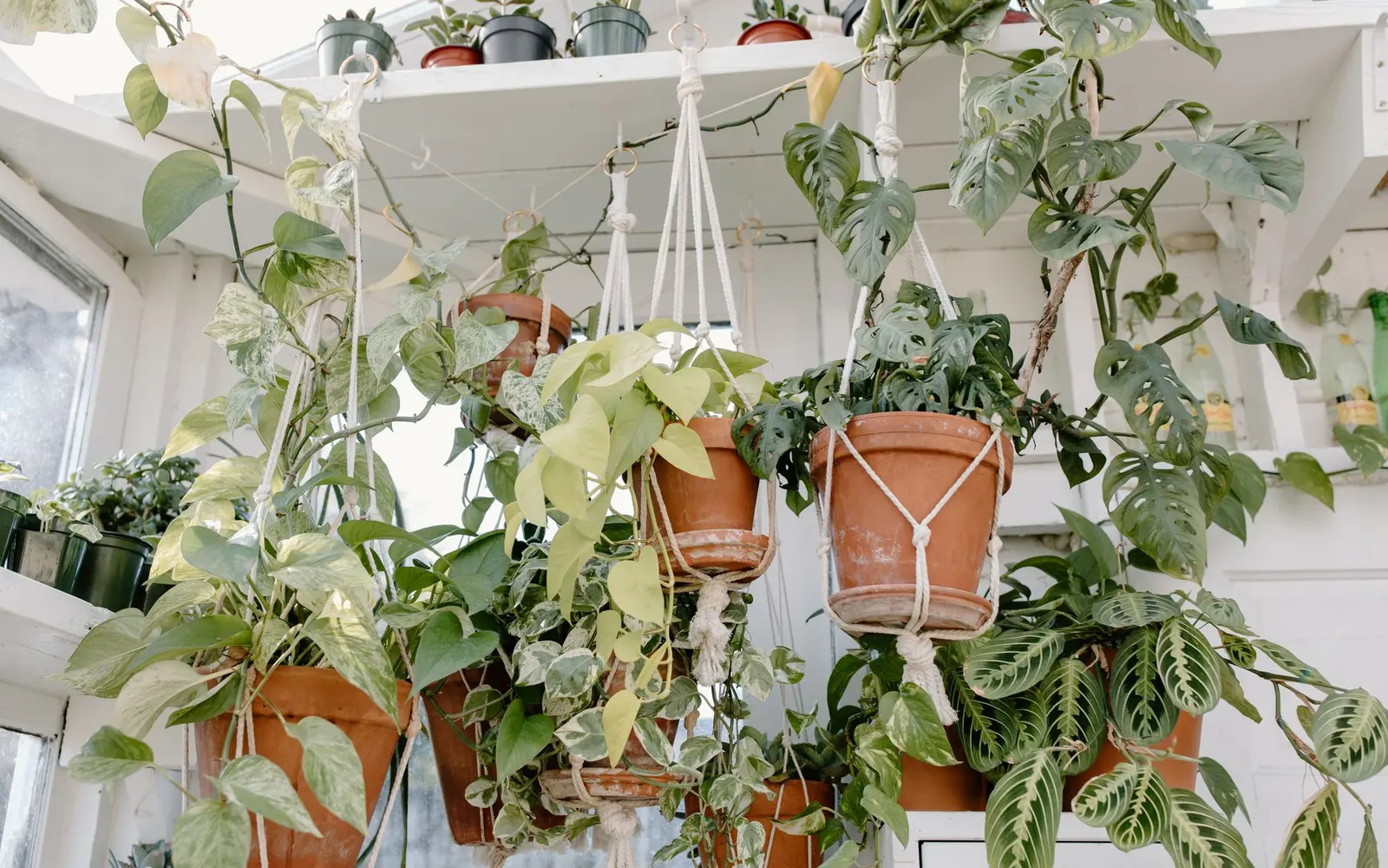 Macrame plant hangers holding potted trailing plants by a window