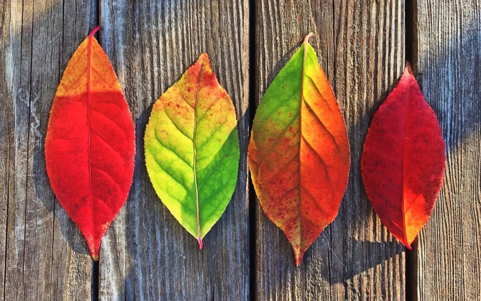 Red, yellow and green autumn leaves laid in a row on weathered wood
